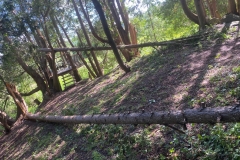 Some of the many trees down - Tornado